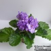 ЛЕ-Лунная Мелодия (Лебецкая)